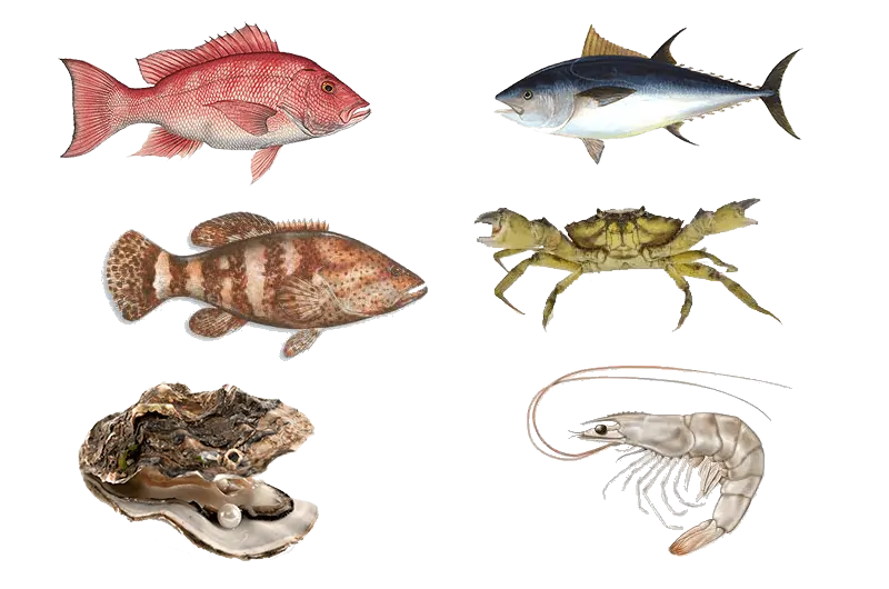 Live Seafood